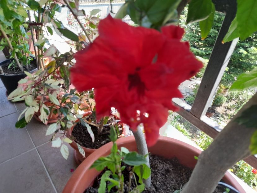  - 111 Bucurii pentru suflet 2022