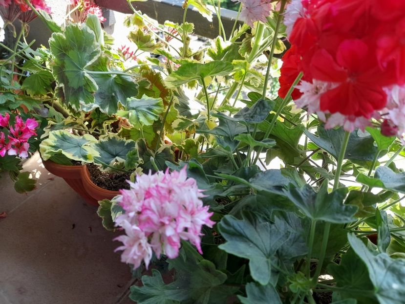  - 111 Bucurii pentru suflet 2022