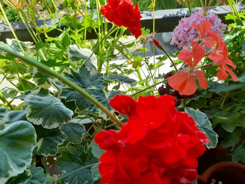  - 111 Bucurii pentru suflet 2022