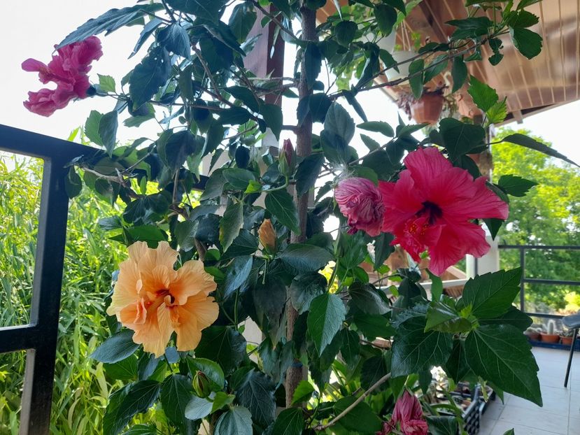  - 111 Bucurii pentru suflet 2022