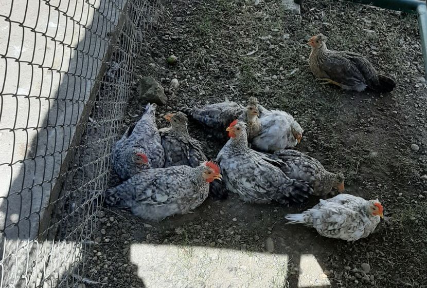 Cream Legbar - Pui 2022