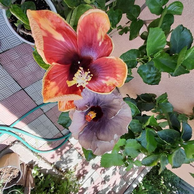 01.07.2022 - HIBISCUSI 2022-2