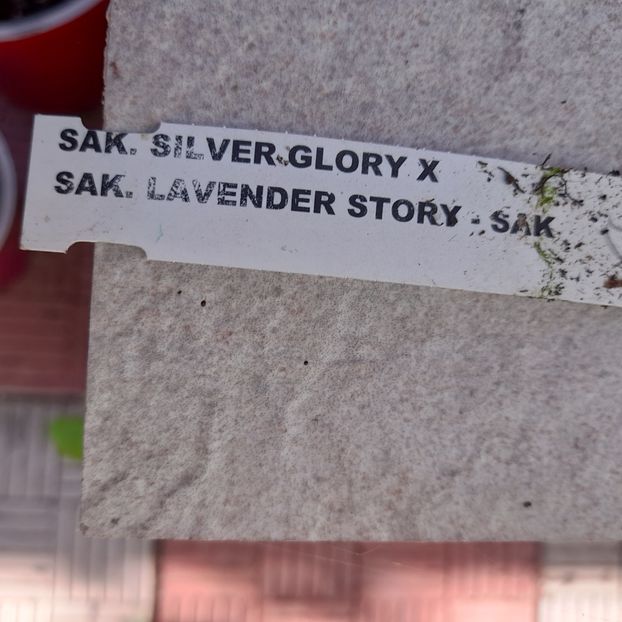  - 2022-2 Sak Silver glory x Sak Lavander story