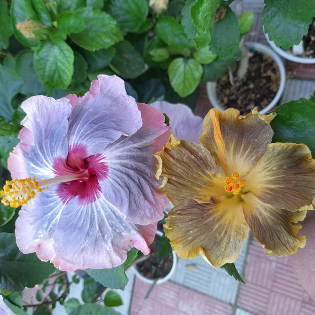  - HIBISCUSI DIN SEMINTE-2022