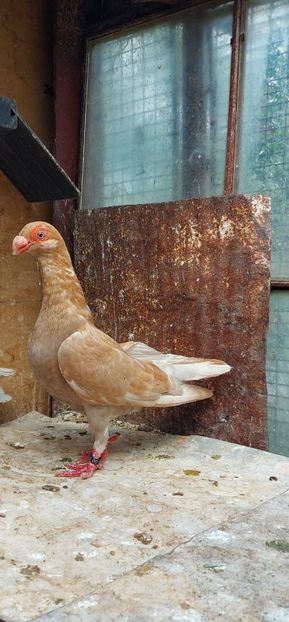  - Indian german 2022