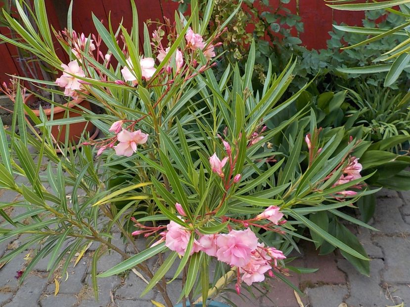  - mrs roeding nr- 53