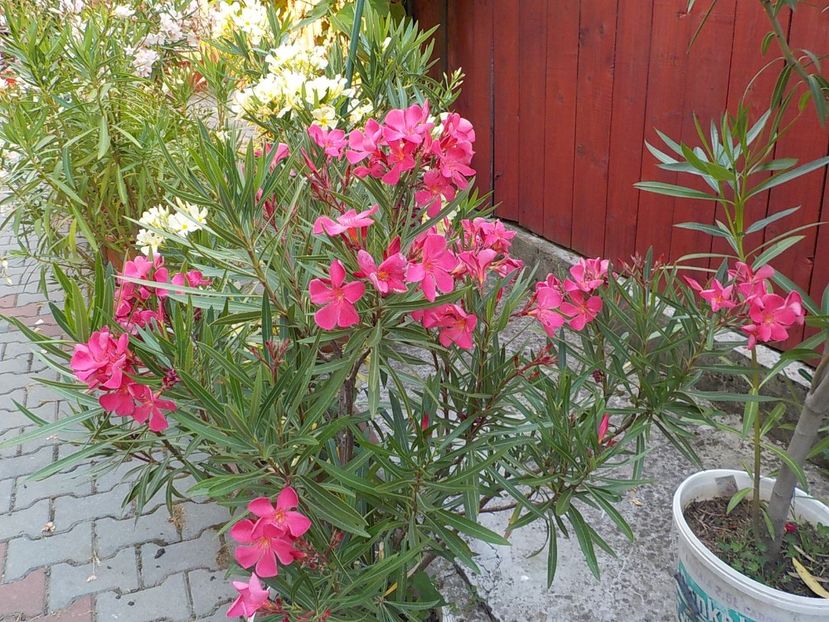  - papa gambeta nr 17