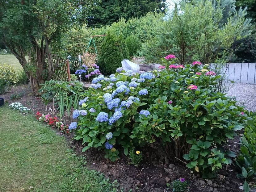 Img.2022.06.26 - Grădina mea