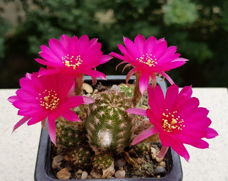  - Cactusi si suculente