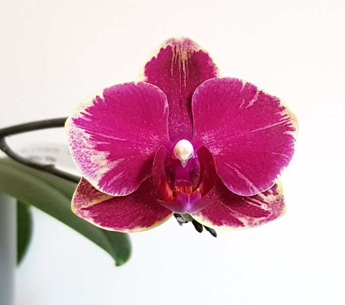  - Phalaenopsis 2