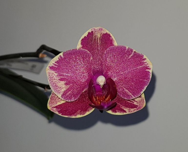 - Phalaenopsis 2