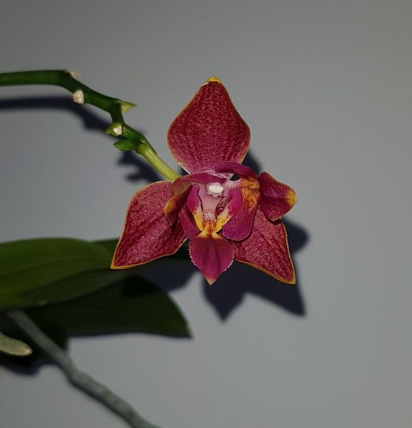  - Phalaenopsis 2