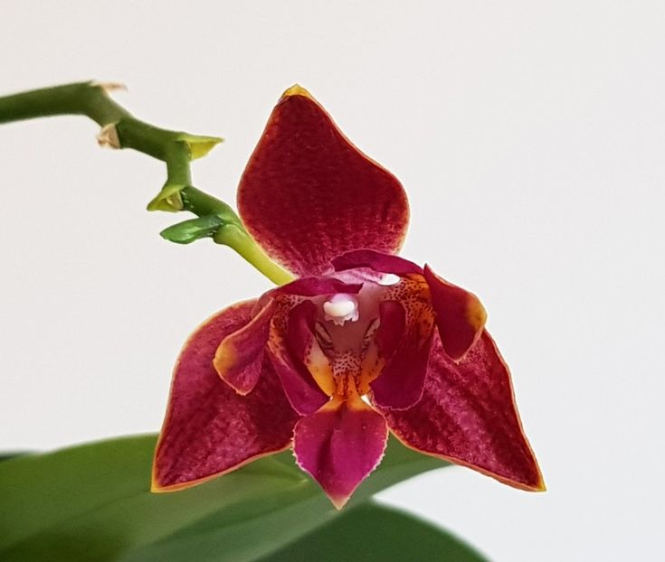  - Phalaenopsis 2