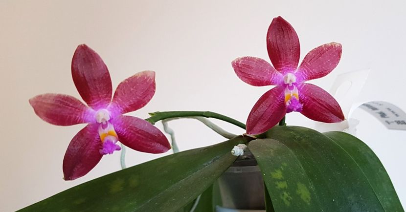  - Phalaenopsis 2