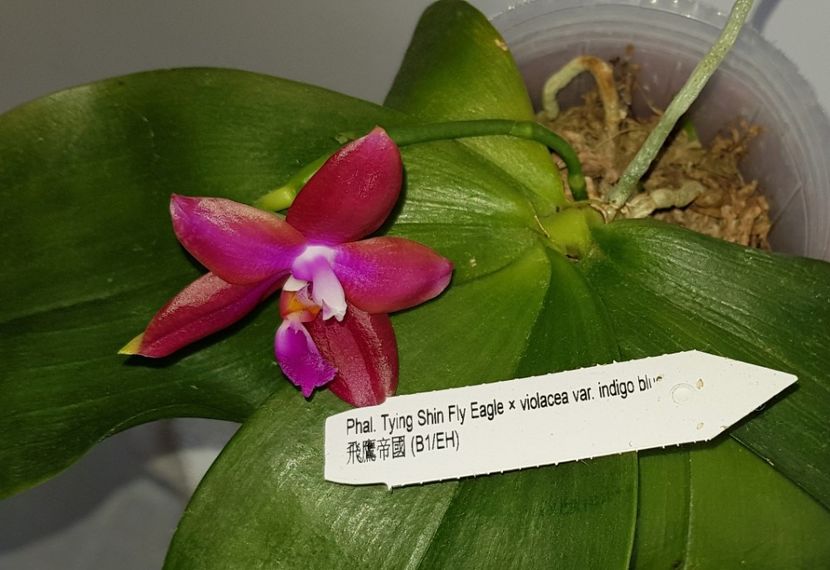  - Phalaenopsis 2