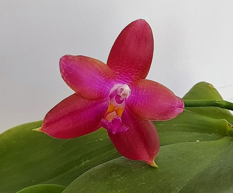  - Phalaenopsis 2