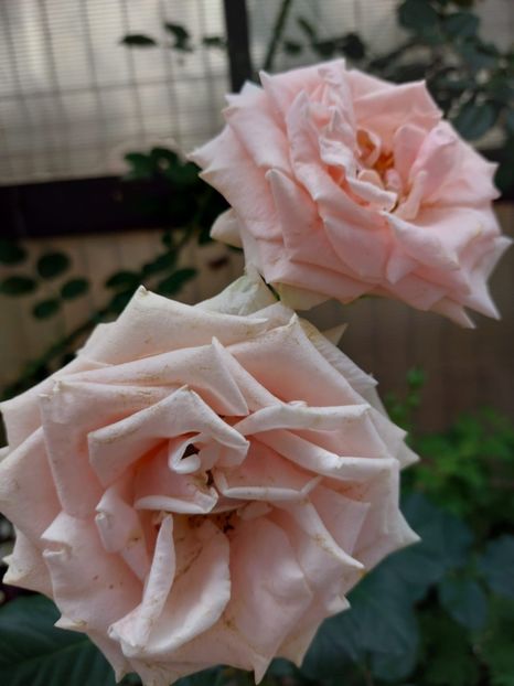 IMG-20220701-WA0004 - 2022