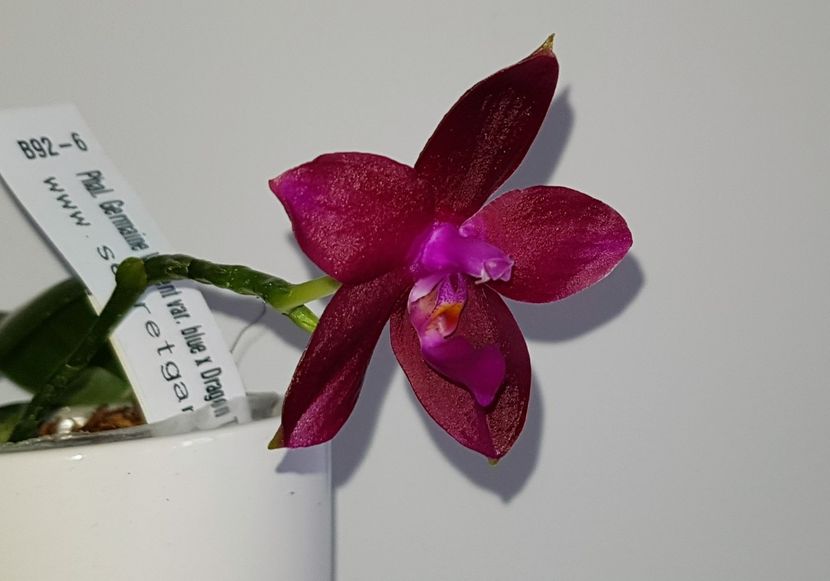  - Phalaenopsis 2