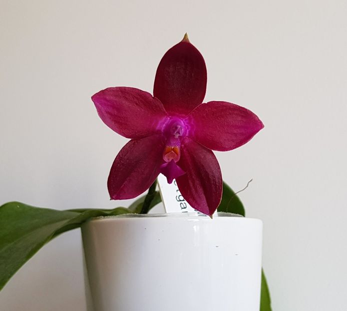  - Phalaenopsis 2