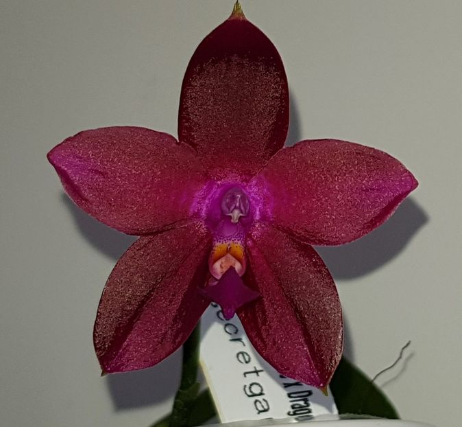  - Phalaenopsis 2