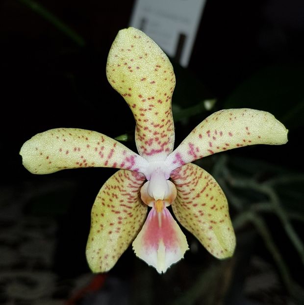  - Phalaenopsis 2