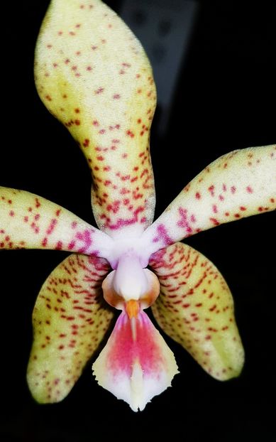  - Phalaenopsis 2