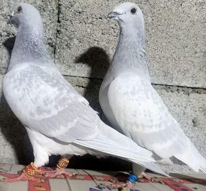  - Nu îmi aparțin 4
