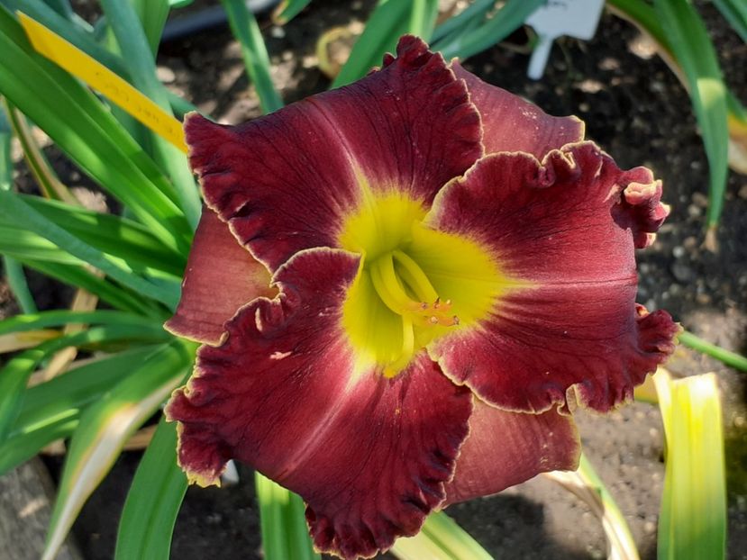  - Victorian Garden Star Bright