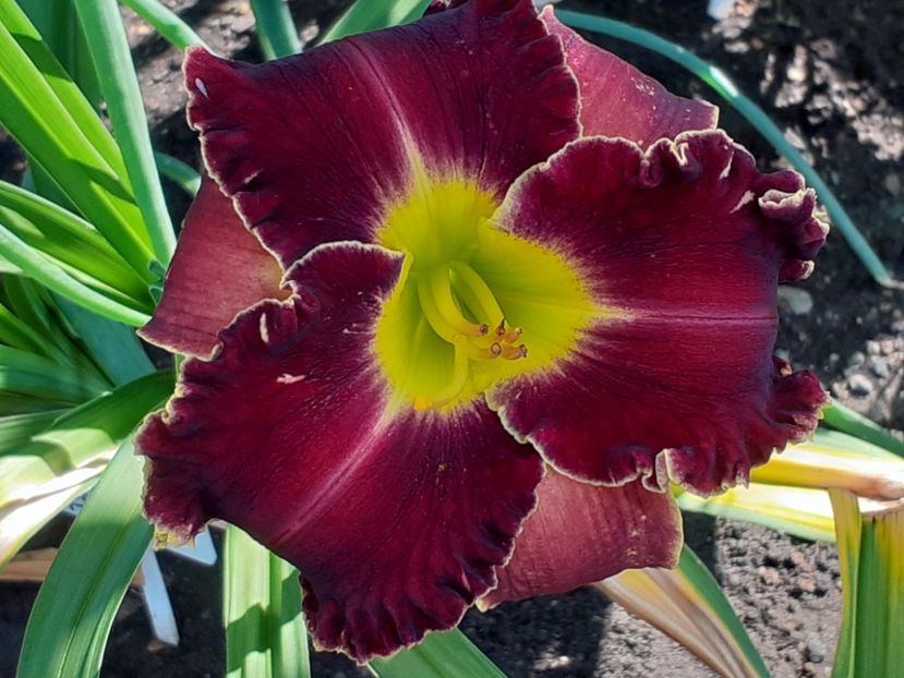  - Victorian Garden Star Bright