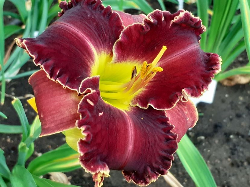  - Victorian Garden Star Bright