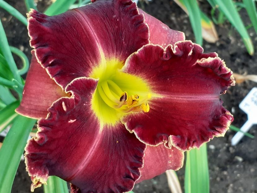  - Victorian Garden Star Bright