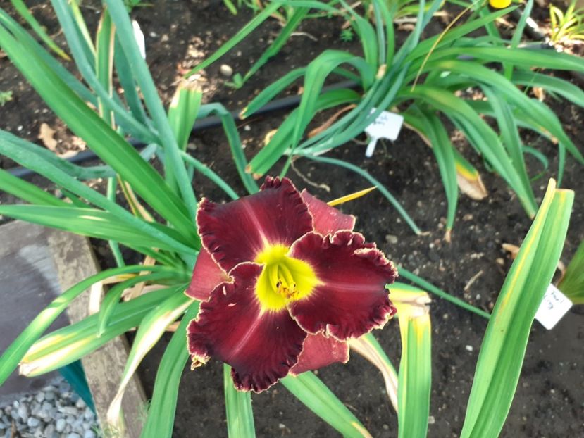  - Victorian Garden Star Bright