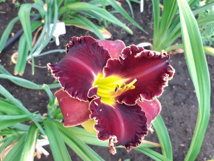  - Victorian Garden Star Bright