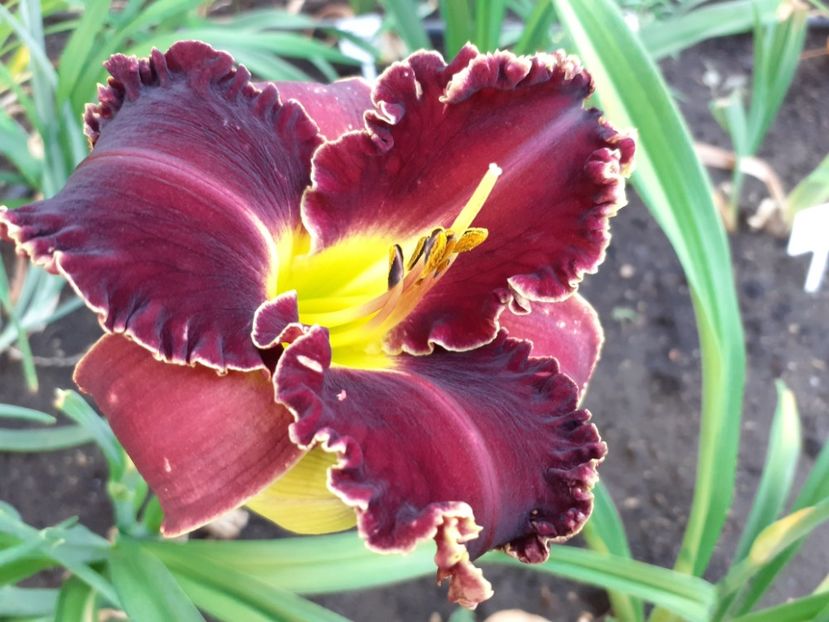  - Victorian Garden Star Bright
