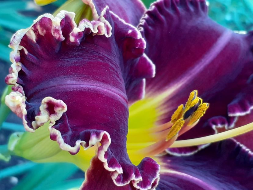  - Victorian Garden Star Bright