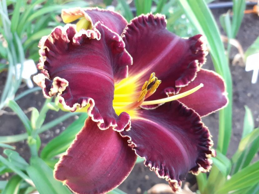  - Victorian Garden Star Bright
