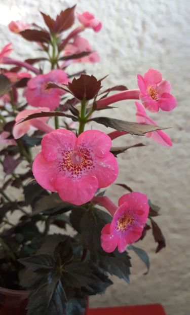  - 0001 2022 - Wild Girl