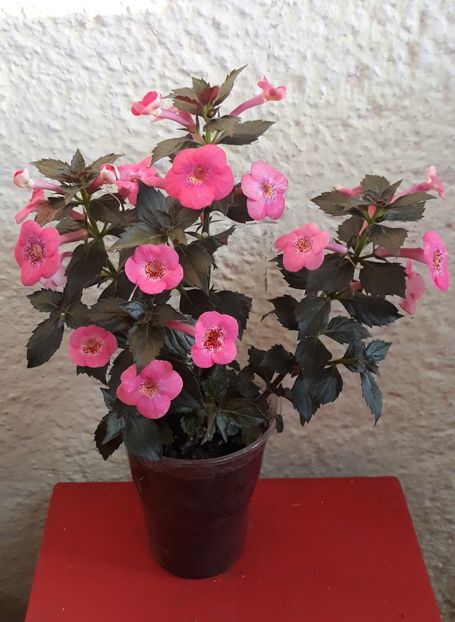  - 0001 2022 - Wild Girl