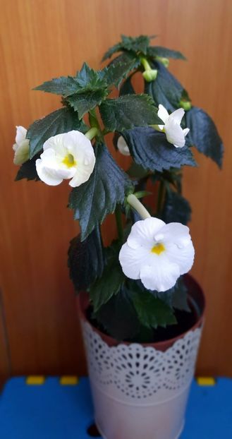  - 13 Achimenes 2022