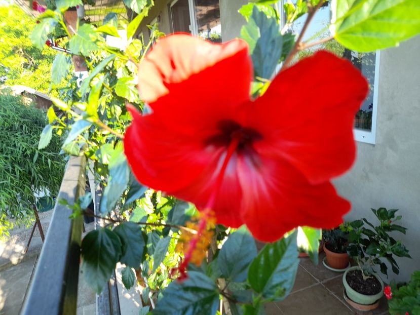  - Hibiscusi 2020 2022 2023