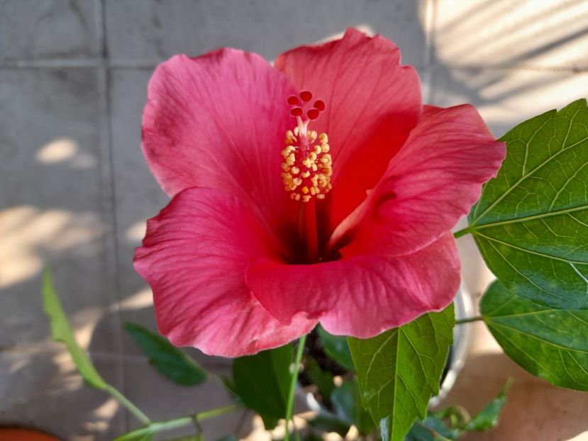  - Hibiscusi 2020 2022 2023