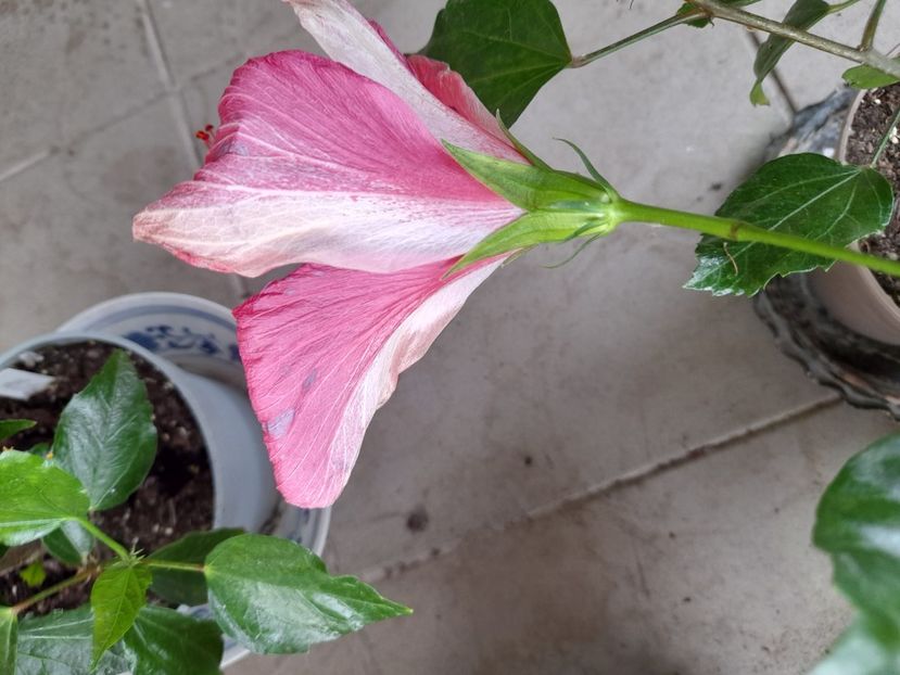  - Hibiscusi 2020 2022 2023