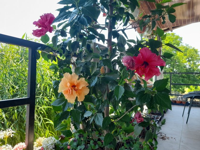  - Hibiscusi 2020 2022 2023