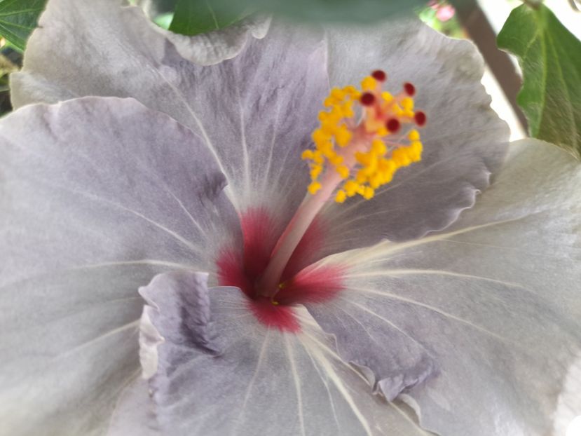  - Hibiscusi 2020 2022 2023