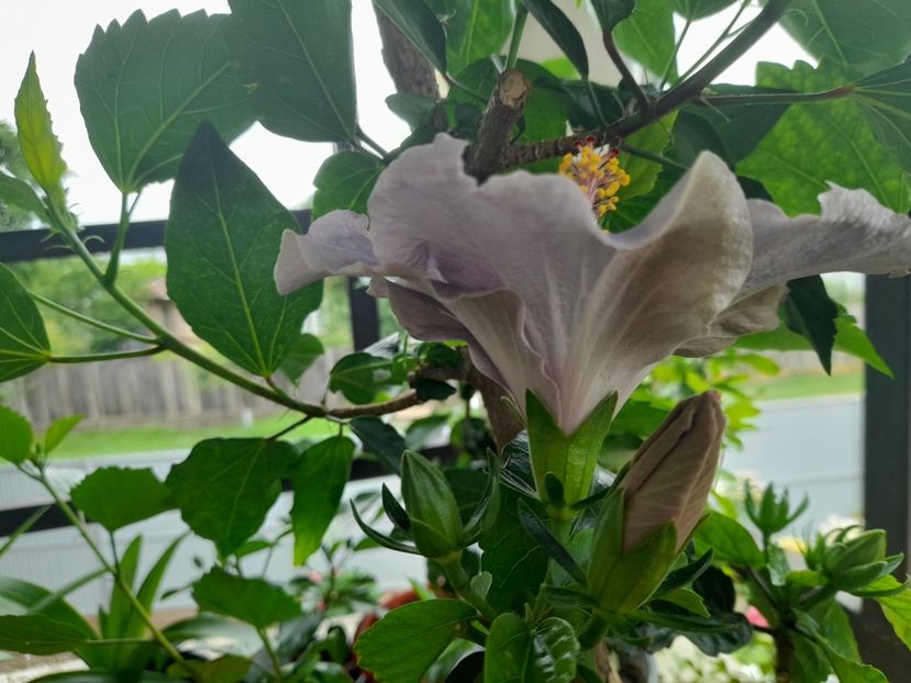  - Hibiscusi 2020 2022 2023