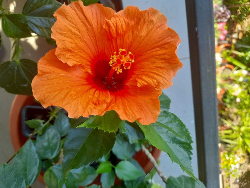  - Hibiscusi 2020 2022 2023