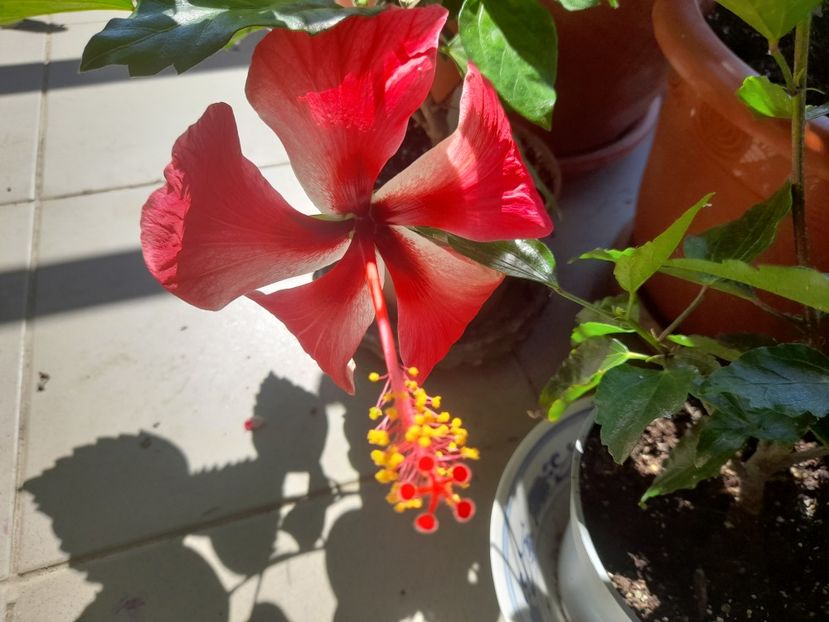  - Hibiscusi 2020 2022 2023