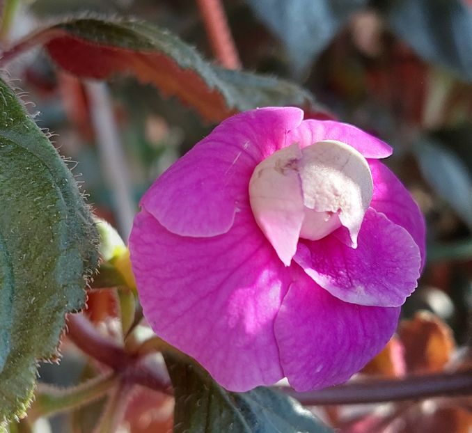  - BRID-S CARLOTTE TERESA