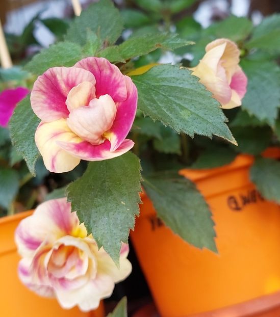 - RFs TROPICANA 2