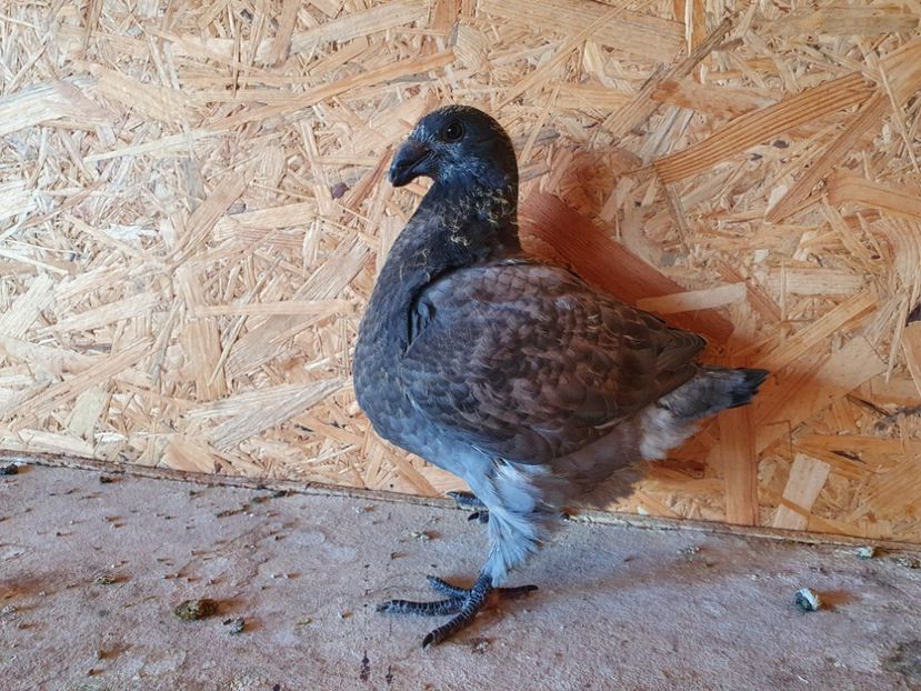 22 - 10205 - Pui 2022